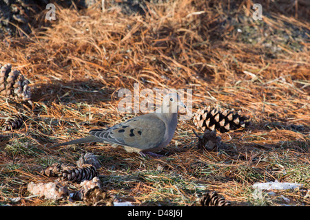 Una mattina colomba e una pigna seduto per terra. Foto Stock