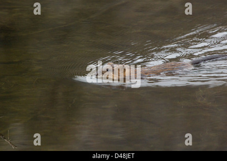 Un topo muschiato nuota pigramente in beaver pond. Foto Stock