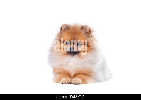 Zverg Spitz, cucciolo di Pomerania, otto mesi di età Foto Stock