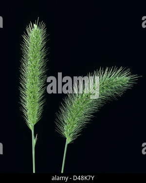 I picchi di fiori di coda di volpe verde erba, Setaria viridis, Foto Stock