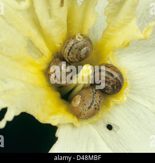 Giardino giovani lumache, Cornu aspersum, al centro di un danneggiamento del fiore di narciso su un umido del mattino Foto Stock