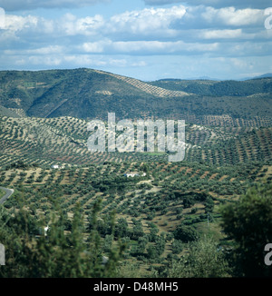 Vista incredibile di colline ondulate con righe olivi in terreni agricoli in Andalusia, Spagna Foto Stock