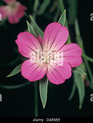 Un corncockle, Agrostemma githago, fiore di un insolito e attraente terreno coltivabile campo di mais impianto Foto Stock