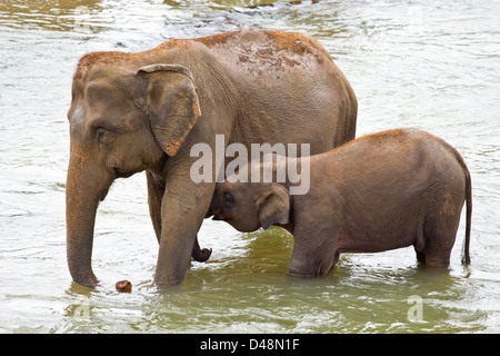 Femmina elefante indiano (Elephas maximus indicus) con un vitello giovane circa di allattare Foto Stock