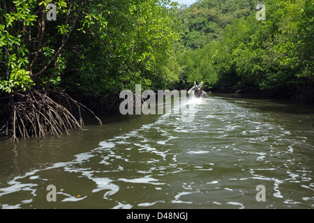 La vista sulla grande albero di mangrovie della foresta nel sud della Thailandia nel mare delle Andamane vicino a Satun Foto Stock