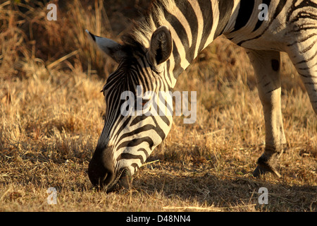 Primo piano di una zebra alimentazione, raccolto a tenuta sulla testa e la bocca Foto Stock