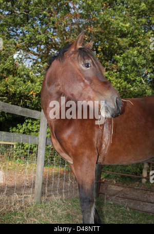 Bay Welsh Cob guardando dietro Foto Stock