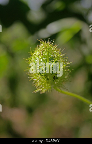 Passiflora foetida L., Wild granadiglie Foto Stock