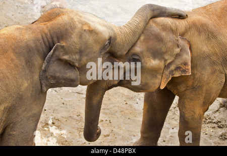 Due giovani elefanti indiani (Elephas maximus indicus) IN STRETTO CONTATTO CON I trunk e testa a testa Foto Stock