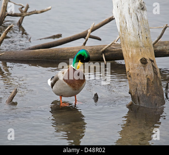 Un maschio di Mallard duck, o drake, preening, nel Pacifico Flyway. Foto Stock