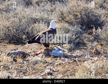 Un aquila calva mangiare un vecchio mulo cervo carcassa in Oregon centrale vicino alla città di Lago d'argento. Foto Stock