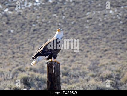 Un aquila calva mangiare un vecchio mulo cervo carcassa in Oregon centrale vicino alla città di Lago d'argento. Foto Stock