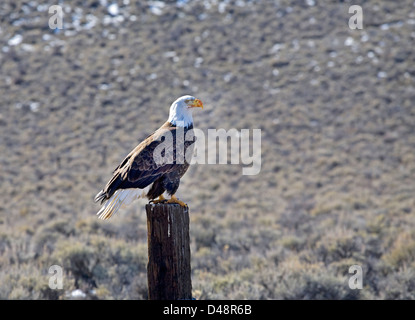 Un aquila calva seduto su un palo da recinzione in Oregon Foto Stock