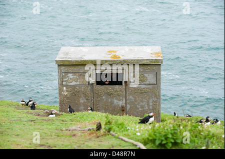 BIrd nascondere, a baia di granchio, Skokholm Island, South Pembrokeshire, Wales, Regno Unito Foto Stock