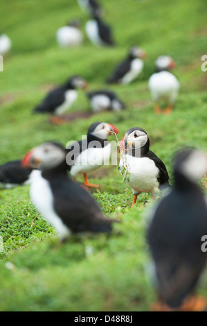 I puffini, Fratercula arctica e raccolta di materiali di nidificazione alla Baia di granchio, Skokholm Island, South Pembrokeshire, Wales, Regno Unito Foto Stock