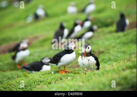 I puffini, Fratercula arctica e raccolta di materiali di nidificazione alla Baia di granchio, Skokholm Island, South Pembrokeshire, Wales, Regno Unito Foto Stock