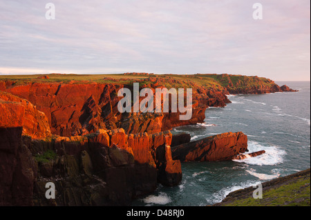 Luce dorata del tramonto sul rosso scogliere di arenaria di Skokholm Island, South Pembrokeshire, Wales, Regno Unito Foto Stock