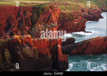 Luce dorata del tramonto sul rosso scogliere di arenaria di Skokholm Island, South Pembrokeshire, Wales, Regno Unito Foto Stock