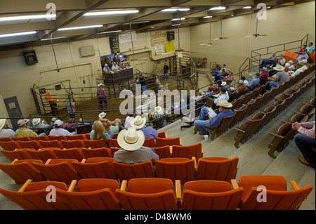 Asta di bestiame, San Angelo Produttore, Mercato San Angelo, Texas, USA Foto Stock