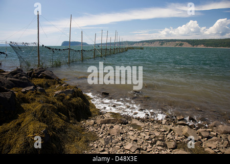 Il pesce weir, una spirale in rete da pesca, pernice in isola vicino Parrsboro, Nova Scotia Foto Stock