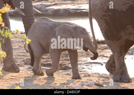 Baby Elephant a Waterhole, il Parco Nazionale di Etosha, Namibia Foto Stock