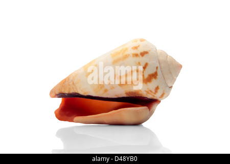 Foto di una lumaca di mare con una profondità molto piccola di focalizzazione del campo sul medio Foto Stock