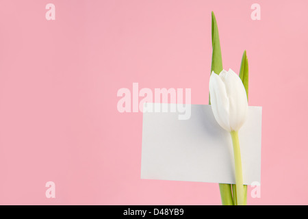 Tulipano bianco con una scheda vuota su un sfondo rosa Foto Stock