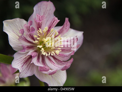 Rosa e l'elleboro bianco in pieno fiore Foto Stock