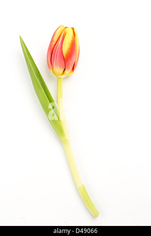 Close up di un fiorire tulip su sfondo bianco Foto Stock