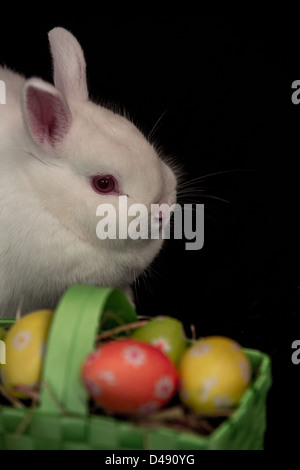 Coniglietto di pasqua con cestello verde di uova Foto Stock