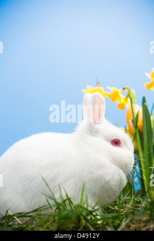 Coniglietto bianco seduto accanto a narcisi con uova di pasqua Foto Stock