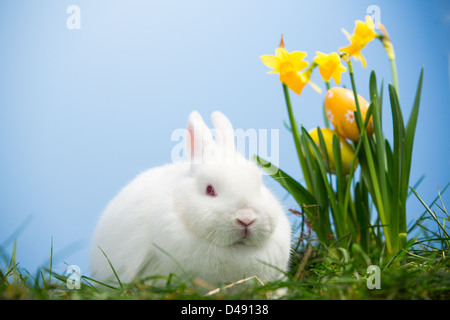 Coniglietto bianco seduto accanto a uova di pasqua di riposo in narcisi Foto Stock