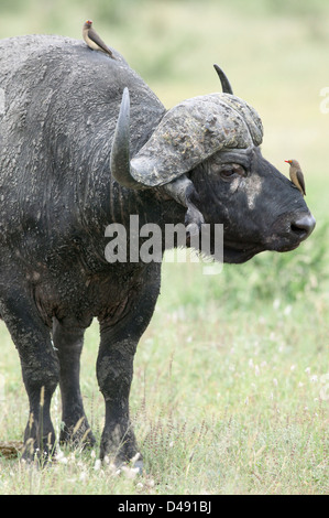 Un capo Buffalo (Syncerus caffer) con due Redbilled Oxpecker (Buphagus Erythrorhynchus) toelettatura lui Foto Stock