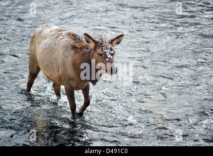 Elk in piedi in un fiume nel Parco Nazionale di Yellowstone, Wyoming negli Stati Uniti, in inverno Foto Stock