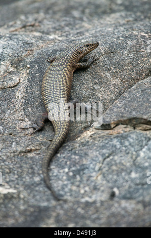 Placcato gigante lizard Gerrhosaurus validus su una roccia a guardare warily sopra la sua spalla per i predatori Foto Stock