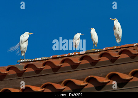 Airone bianco maggiore (Ardea alba) & Snowy Egrets (Egretta thuja) appollaiato su un tetto a Rancho Mirage, California, Stati Uniti d'America nel gennaio Foto Stock