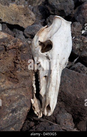 Un animali morti cranio prese sulla Big Island, Hawaii, STATI UNITI D'AMERICA Foto Stock