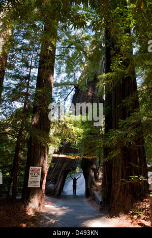 Myers Flat, Stati Uniti, drive-thru albero in Humboldt Redwoods State Park Foto Stock