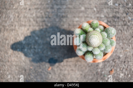 Close up cactus nel vaso di fiori sul terreno in bird occhio la vista Foto Stock