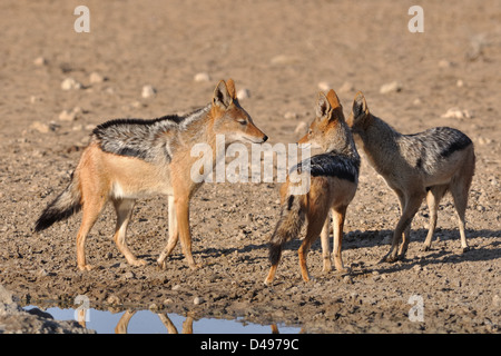 Nero-backed sciacalli (Canis mesomelas), adulti con due giovani, guardando ogni altro, Kgalagadi Parco transfrontaliero, Northern Cape, Sud Africa e Africa Foto Stock