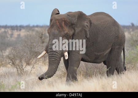 Bush africano Elefante africano (Loxodonta africana), maschio adulto a piedi nei prati secchi, Kruger National Park, Sud Africa e Africa Foto Stock