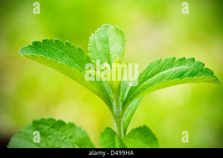 La stevia rebaudiana filiale vicina fino su uno sfondo verde Foto Stock