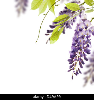 Il Glicine fiori, foglie verdi confine per un angolo di pagina su uno sfondo bianco. elemento decorativo Foto Stock