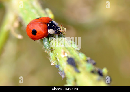 Macro di ladybug (Adalia bipunctata) mangiare afidi sullo stelo Foto Stock