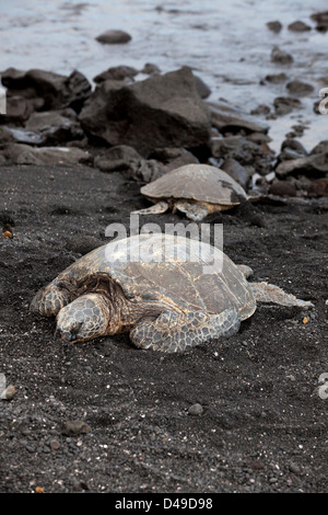 Due tartarughe in spiaggia di sabbia nera, la big Island, Hawaii, STATI UNITI D'AMERICA Foto Stock