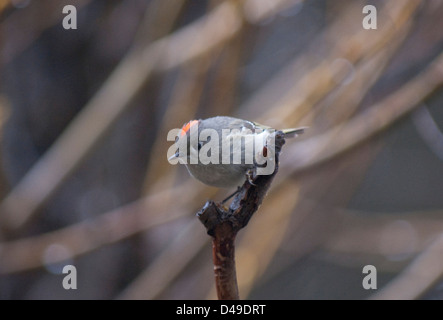 Ruby-incoronato Kinglet (Regulus calendula) nel Parco Nazionale di Yosemite in California Foto Stock