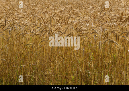 Campo di maturi con orzo Avena selvatica in primo piano, Regno Unito Foto Stock