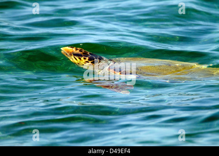 Tartaruga Caretta. (Caretta caretta). Nuotano appena sotto la superficie, Creta. Acqua blu Foto Stock