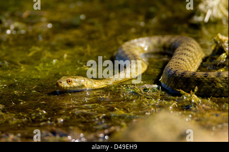 Biscia tassellata (Natrix tessellata) caccia ai pesci. Foto Stock