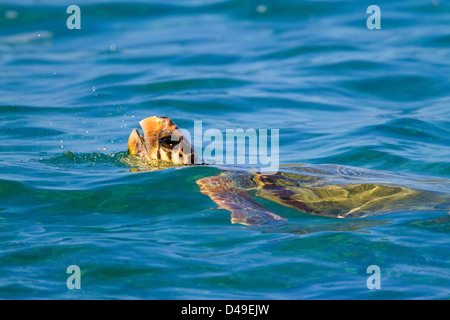 Tartaruga Caretta. (Caretta caretta). Nuotare sulla superficie, prendendo aria. Creta. Acqua blu Foto Stock